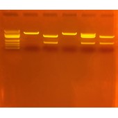 Disease Testing, Immunology & ELISA Labs